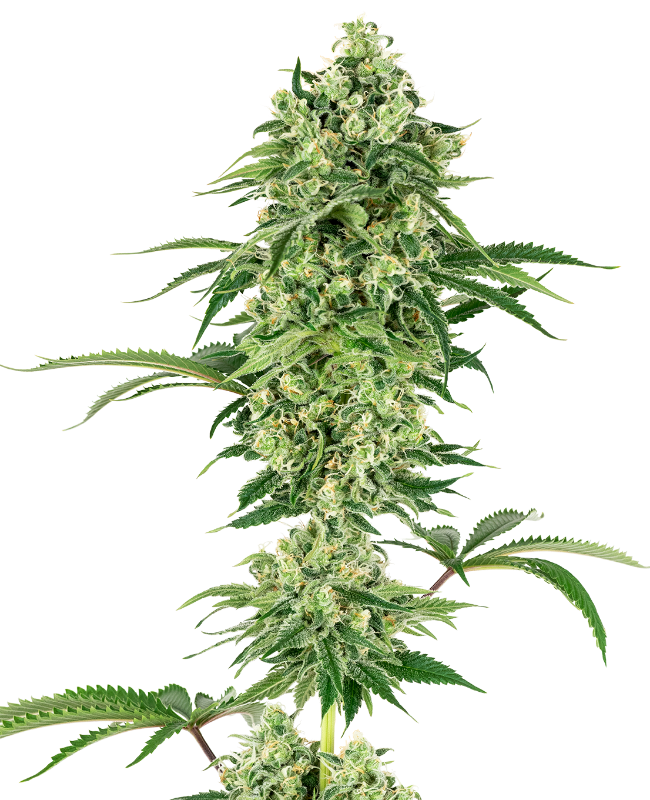 Picture of Nicole Hindu Kush Feminized Seeds by White Label