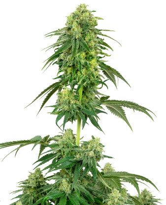 Picture of Strawberry Kush Feminized Seeds by White Label