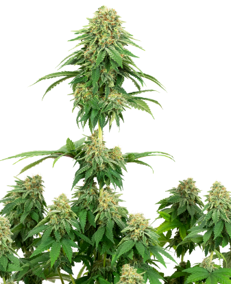 Picture of Girl Scout Cookies Feminized Seeds by White Label