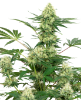 Picture of Wedding Cheesecake Feminized Seeds by White Label