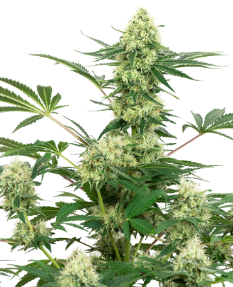 Picture of Wedding Cheesecake Feminized Seeds by White Label