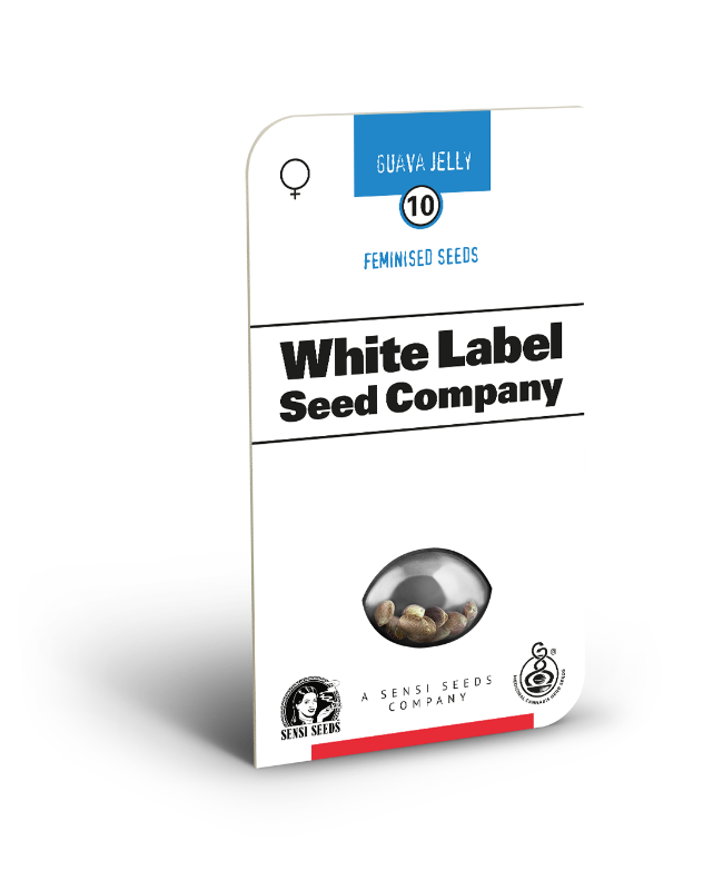 Picture of Guava Jelly Feminized Seeds by White Label