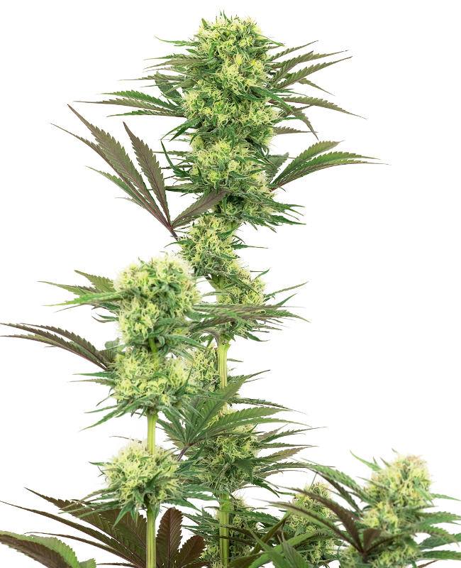 Picture of Guava Jelly Feminized Seeds by White Label