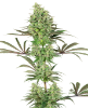 Picture of Double Banana Kush Feminized Seeds by White Label