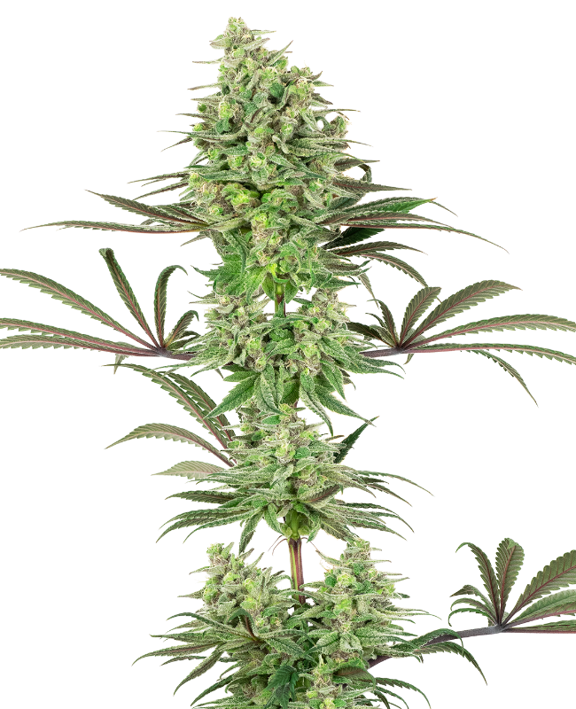 Picture of Double Banana Kush Feminized Seeds by White Label