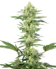 Picture of White Gorilla Haze Feminized Seeds by White Label