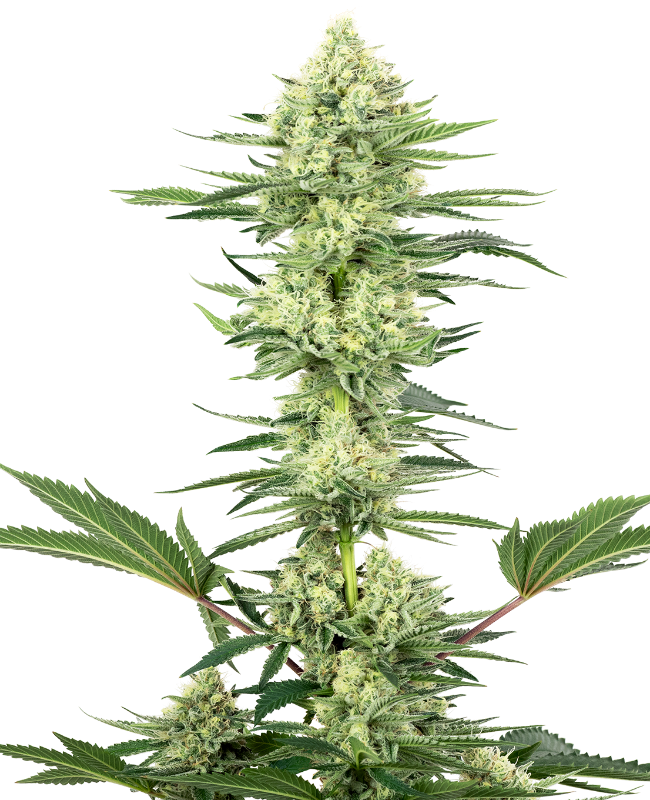 Picture of White Gorilla Haze Feminized Seeds by White Label