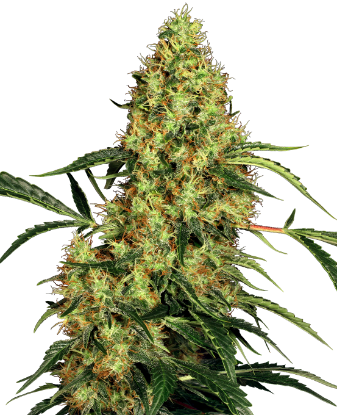 Picture of Mexican Sativa Feminized Seeds