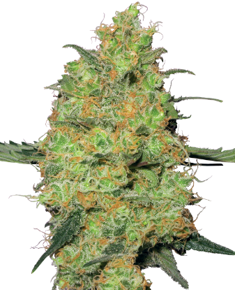 Picture of Master Kush Feminized Seeds by White Label