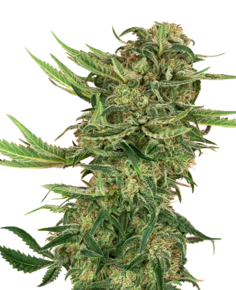 Picture of N13 Kush Feminized Seeds