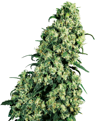 Picture of Skunk #1 Feminized Seeds