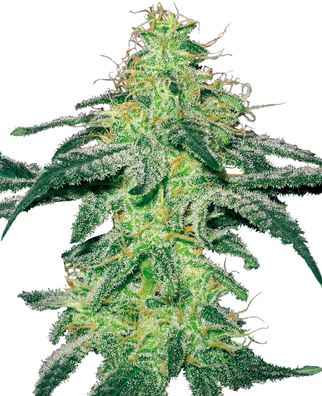 Picture of White Skunk Regular Seeds by White Label