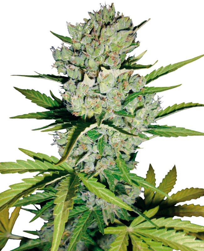 Image de Graines de Skunk #1 à Autofloraison de White Label