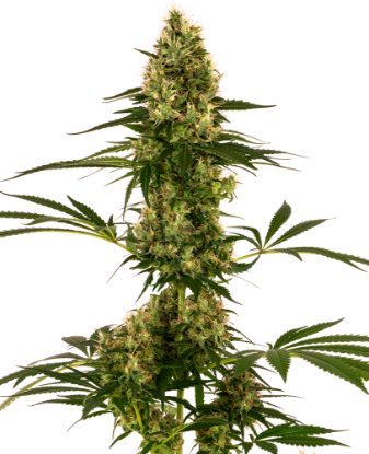 Picture of Blue Bullet Automatic Seeds