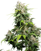 Picture of California Indica Feminized Seeds