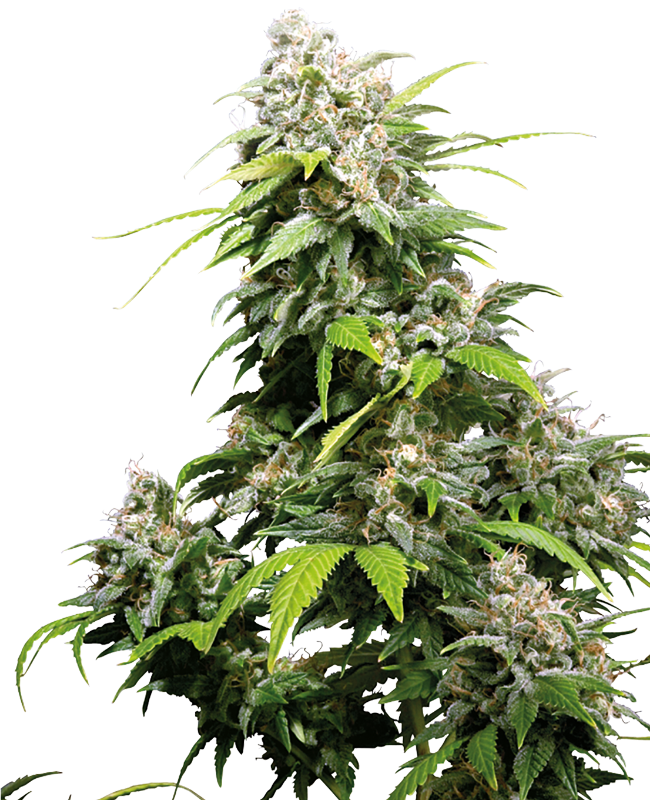 Picture of California Indica Feminized Seeds