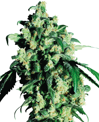 Picture of Super Skunk Feminized Seeds