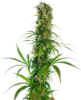 Picture of Michka® Feminized Seeds