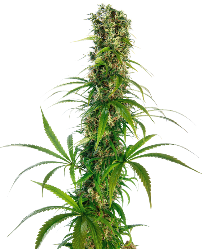 Picture of Michka® Feminized Seeds