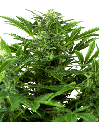 Picture of Mandarin Punch Automatic Seeds