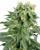 Picture of Double Gum Regular Seeds by White Label