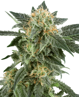 Picture of Snow Ryder Automatic Seeds by White Label