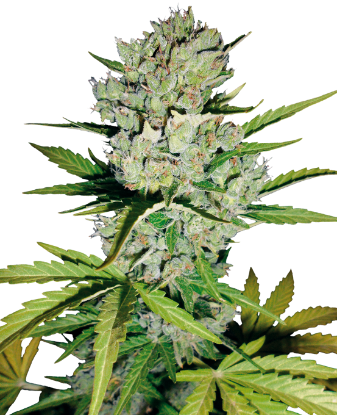 Picture of Super Skunk Automatic Seeds by White Label
