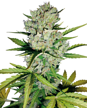 Image de Graines de Super Skunk à Autofloraison de White Label