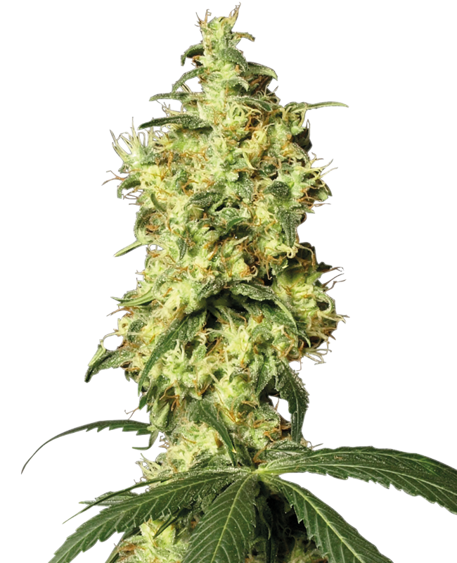 Picture of White Widow Automatic Seeds by White Label