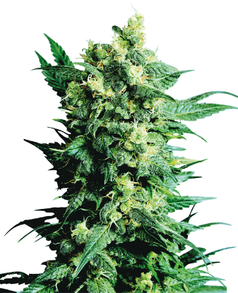 Picture of Shiva Shanti II Regular Seeds