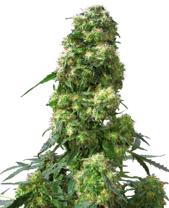 Picture of Early Skunk Feminized Seeds