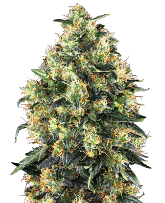 Picture of Super Skunk Automatic Seeds