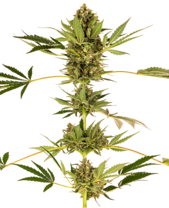 Picture of Himalayan CBD Feminized Seeds