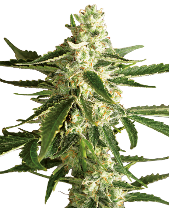 Picture of White Diesel Haze Automatic Seeds by White Label