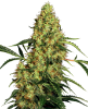 Picture of Mexican Sativa Regular Seeds