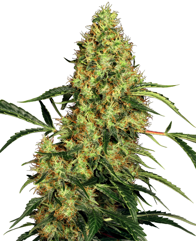 Picture of Mexican Sativa Regular Seeds