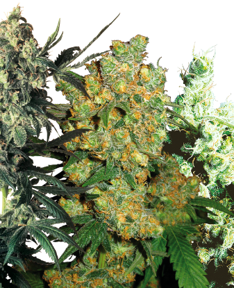 Picture of Feminized Mix Seeds