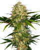 Picture of Afghani #1 Feminized Seeds