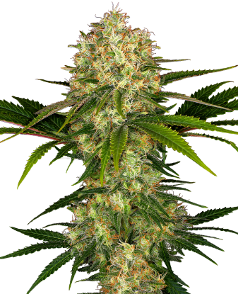 Picture of Afghani #1 Feminized Seeds