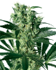 Picture of X Haze Feminized Seeds by White Label