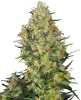 Picture of Shiva Skunk Feminized Seeds