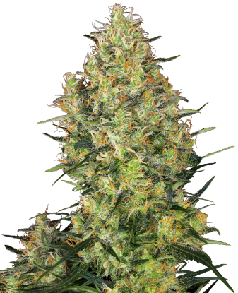 Picture of Shiva Skunk Feminized Seeds