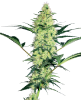 Picture of White Diesel Feminized Seeds by White Label