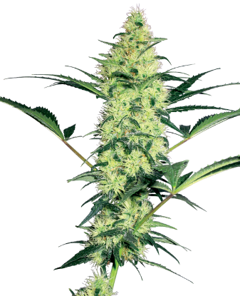 Picture of White Diesel Feminized Seeds by White Label