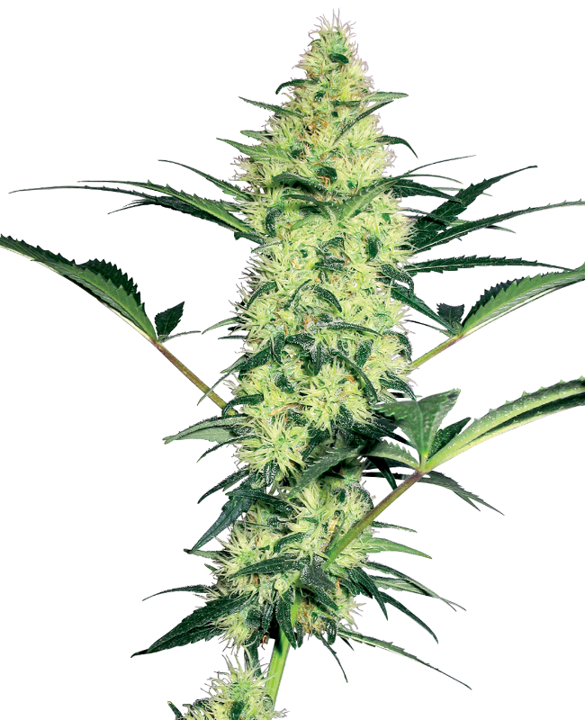 Picture of White Diesel Feminized Seeds by White Label