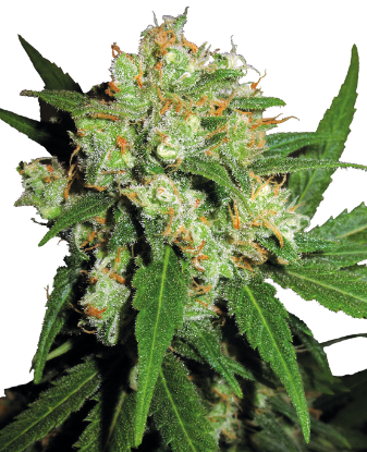 Picture of Sensi Skunk Regular Seeds