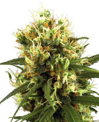 Picture of White Haze Automatic Seeds by White Label