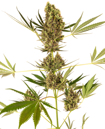 Picture of Alpine Delight CBD Automatic Seeds