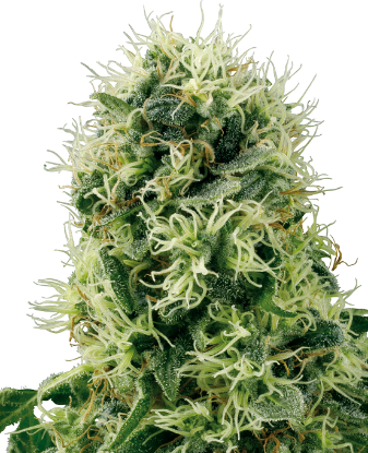 Picture of Pure Power Plant Feminized Seeds by White Label