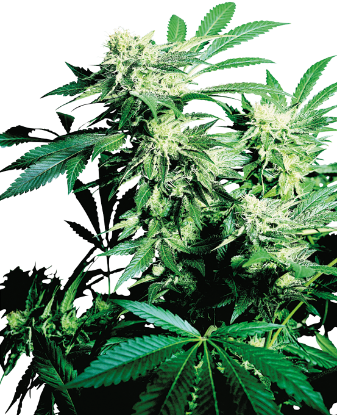 Picture of Skunk Kush Feminized Seeds